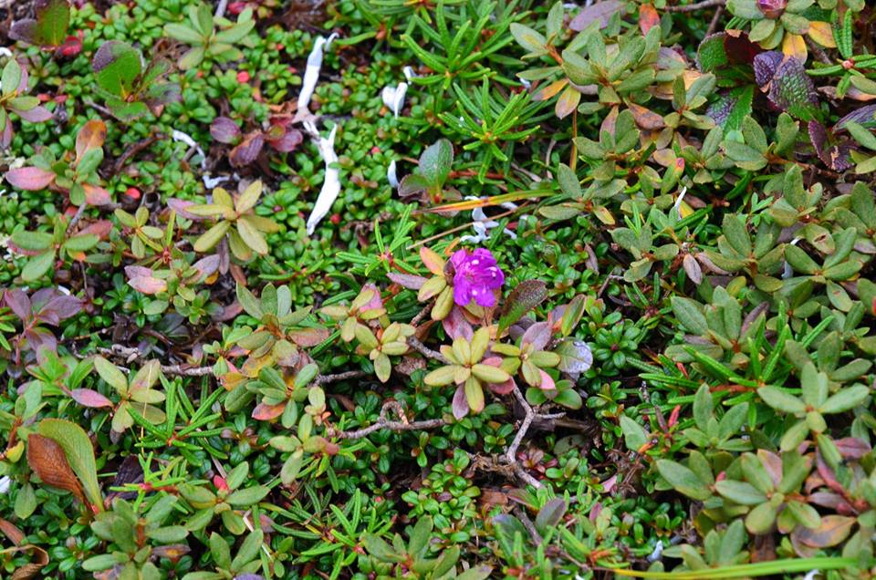  R. parvifolium var. alpinum. Photo: Konstantin Cherezov